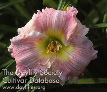 Daylily From Morning Dews